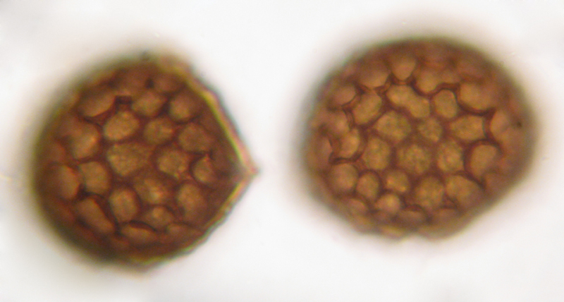Riccia huebeneriana subsp. sullivantii